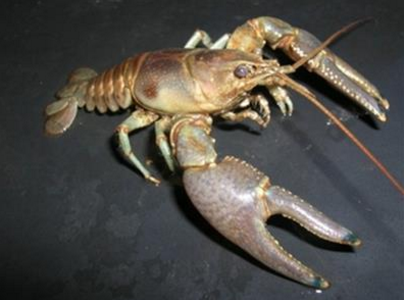 rusty crayfish